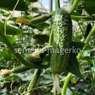 Огурец Баде (500 семян)