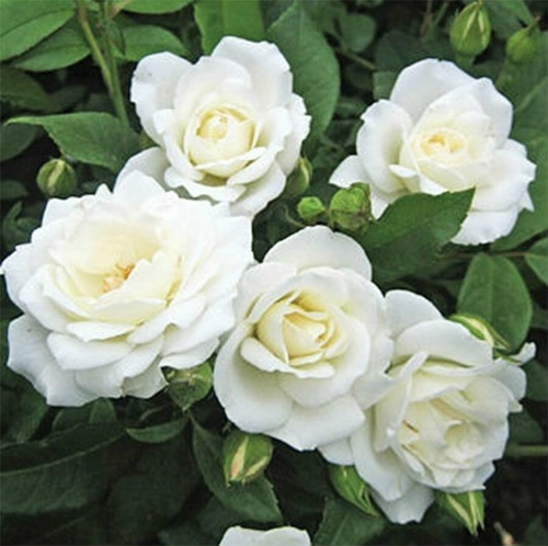 Роза Айсберг (Плетистая )