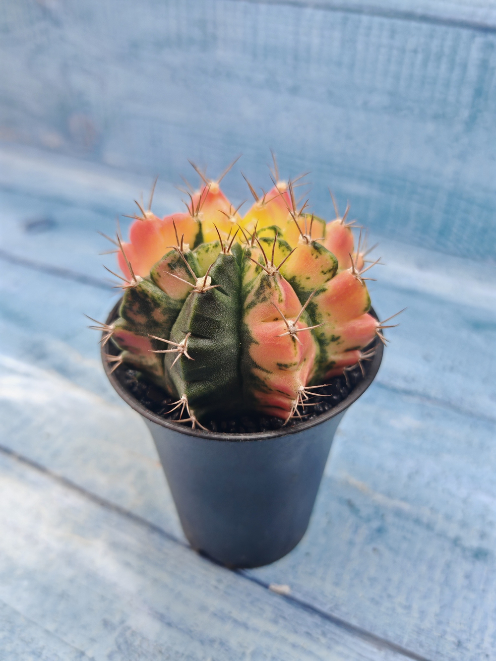 Gymnocalycium Variegata (Гимнокалициум Вариегатный)