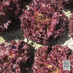 Кармези семена салата лолло росса (Rijk Zwaan / Райк Цваан)