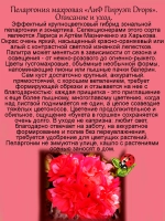 Пеларгония ЛиА Пируэт Дропс махровая