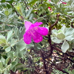 Леукофиллум кустарниковый – Leucophyllum frutescens