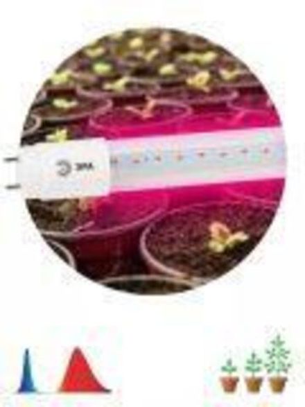 Фитолампа для растений светодиодная ЭРА FITO-9W-RB-Т8-G13-NL красно-синего спектра 9 Вт