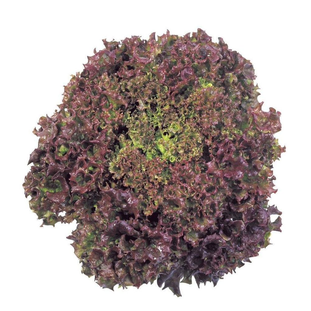 Революция семена салата лолло росса (Nunhems / Нюнемс)