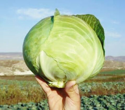 КОРОНЕТ F1 семена капусты белокочанной (Sakata | Alexagro)