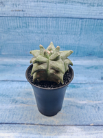 Astrophytum Myriostigma monstrosa (Астрофитум)