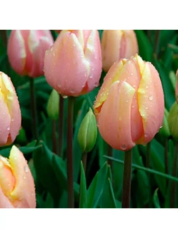 Тюльпаны пионовидные ,луковицы сорт MANGO CHARM (4 штуки)