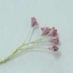 Гипсофила 1см