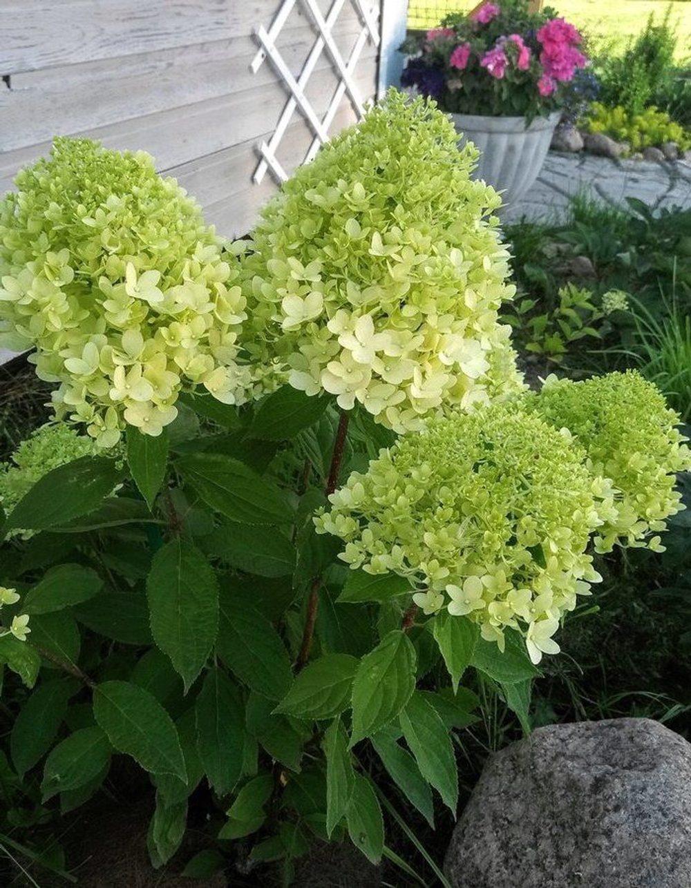 Гортензия метельчатая "Magical Lime"