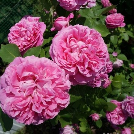 Поль Нейрон (Paul Neyron)