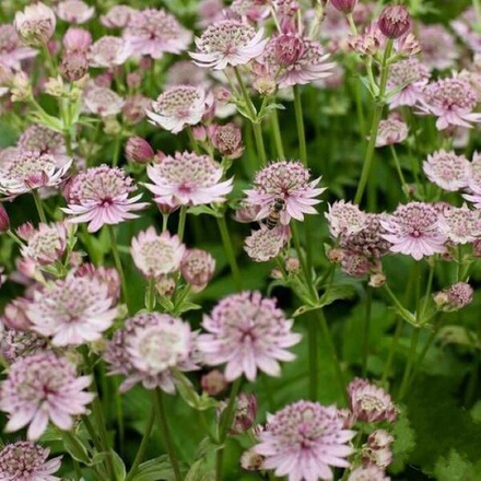 Астранция Пинк Баттон С2