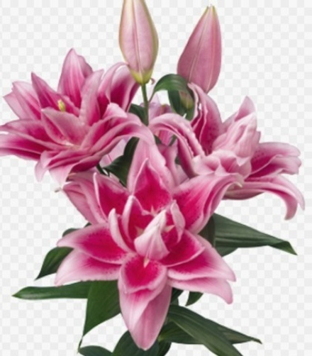 Лилия Розелили Жасмина луковица март 2026