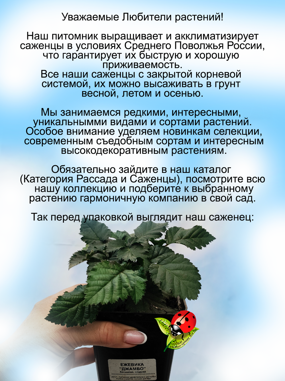 Ежевика Джамбо бесшипная