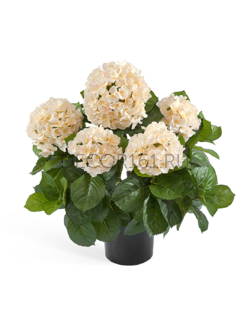 Гортензия куст большой крем-ваниль 55 см в горшке 6/6 20.6252CR