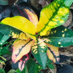 Кротон SEKAR JAGAT