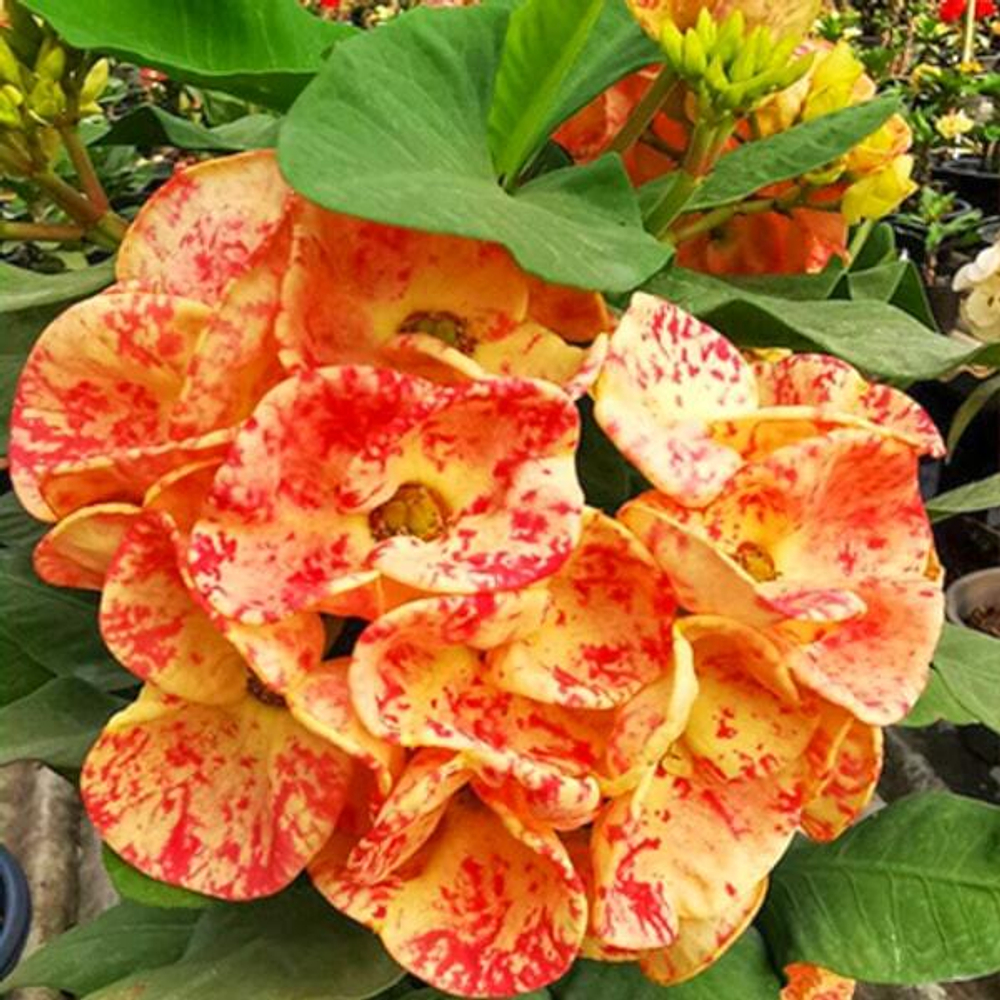 Эуфорбия Миля SUPER ORANGE