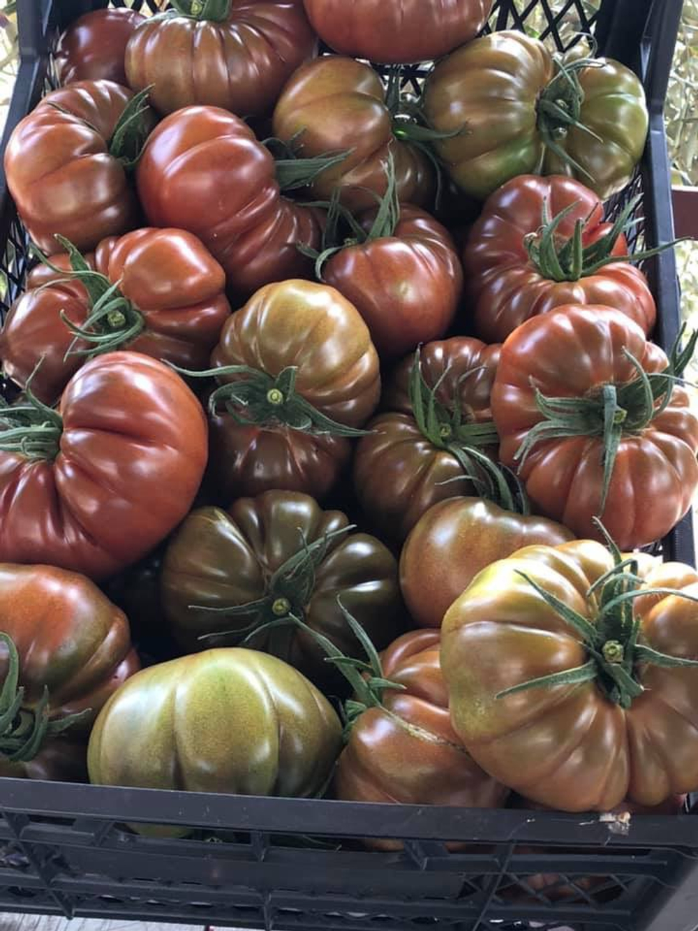 Браун Кой F1 семена томата индетерминантного ( Yuksel Tohum / )