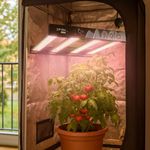 Nyota Proto 170 в гроубоксе 60x60 см, равномерная засветка зоны.