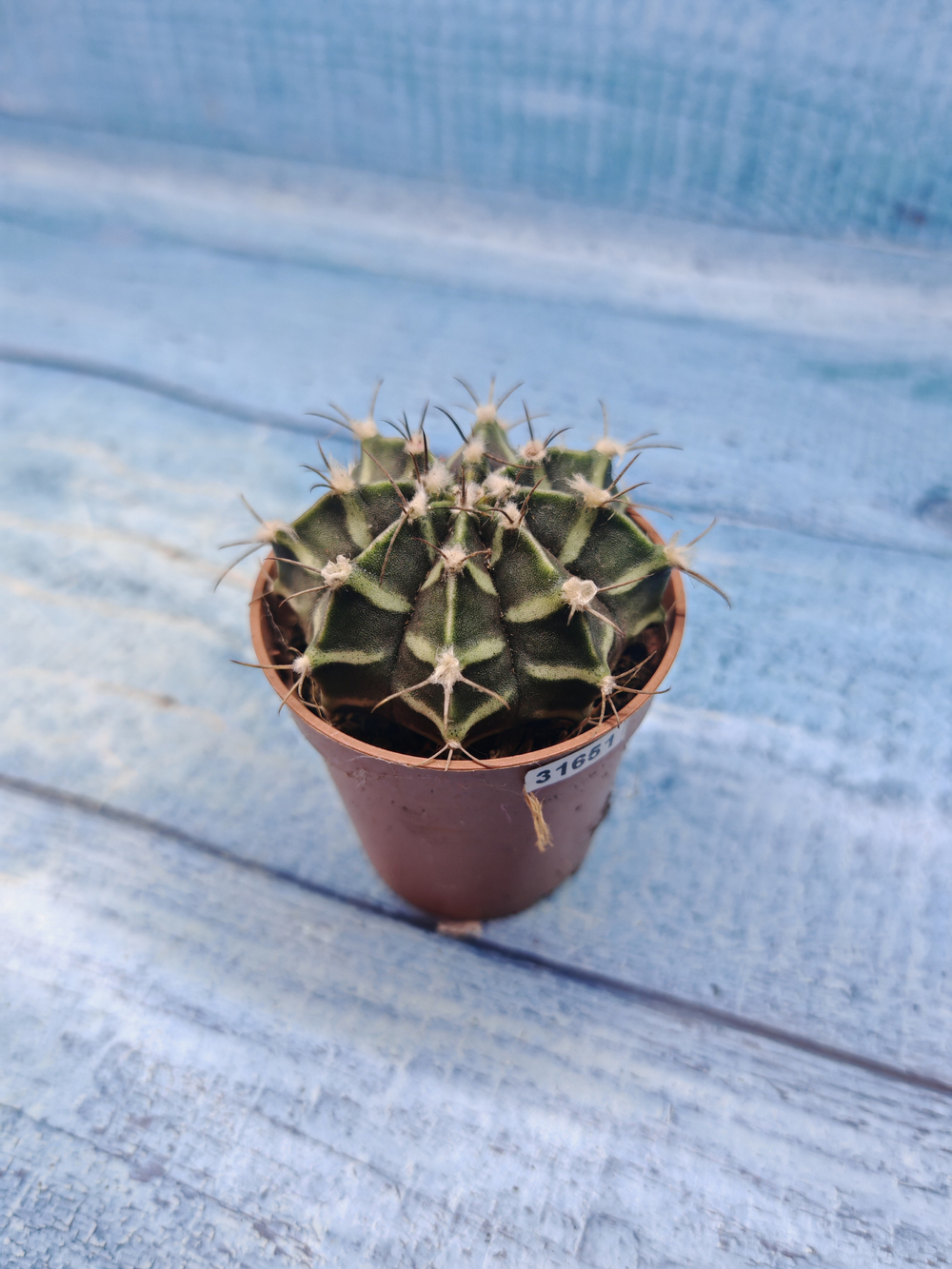 Gymnocalycium Friedrichii (Гимнокалициум)