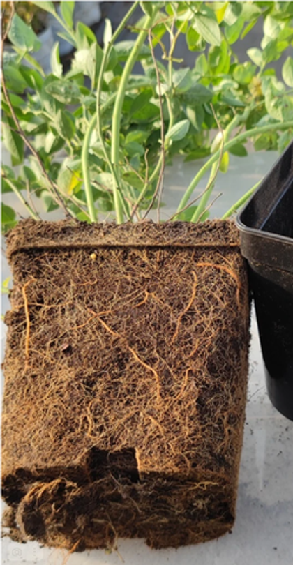 Голубика Дюк