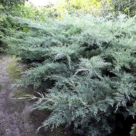 Можжевельник средний Пфитцериана Глаука
