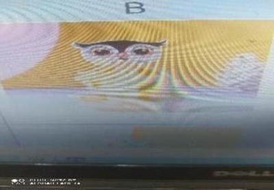 Набор для творчества выращивание - цветущие фигуры, C-42265