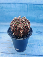 Gymnocalycium T-Rex Pink hybrid (Гимнокалициум)
