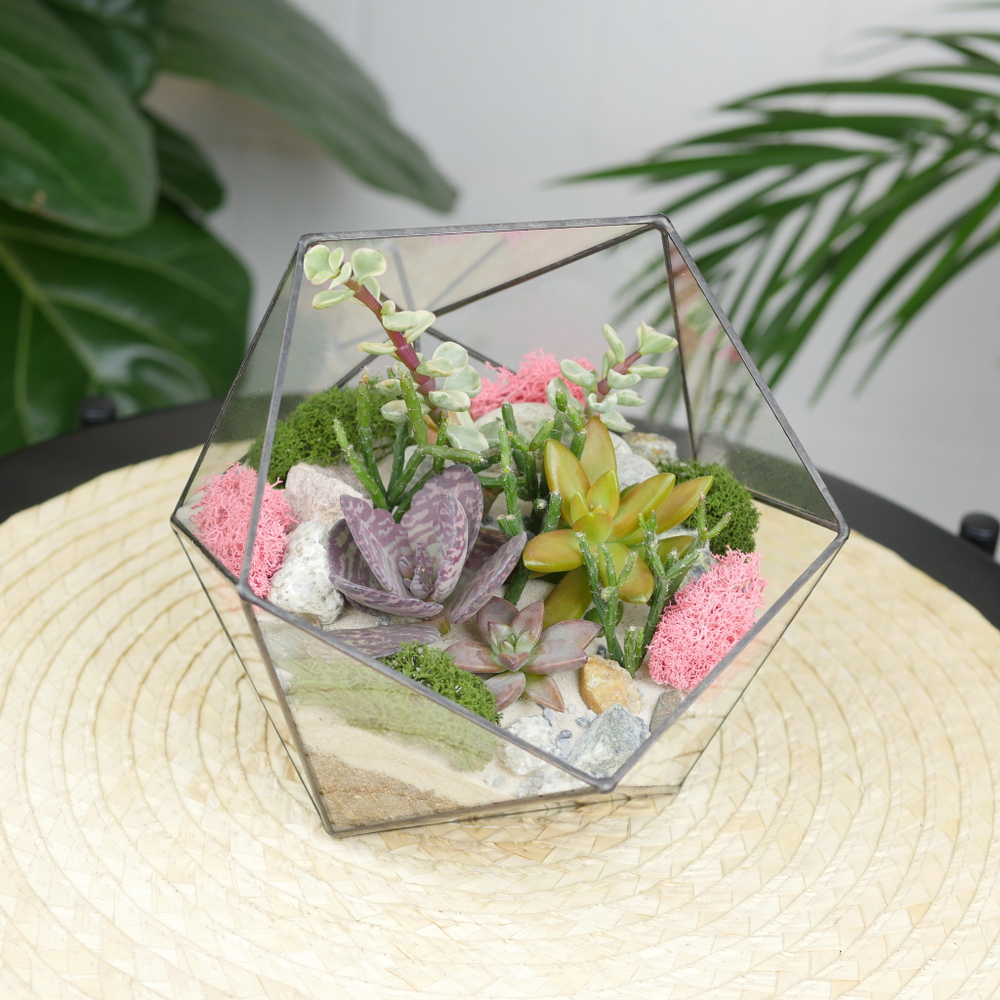 Готовый флорариум с суккулентами Икос S