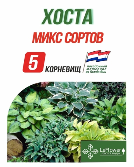 Хоста Корневище, Микс сортов, 5шт.