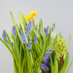 Композиция с первоцветами в синей корзине