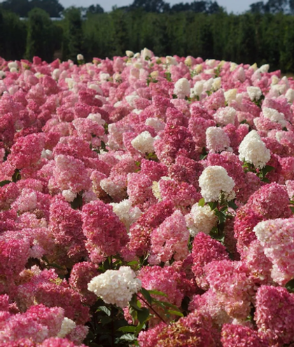 Гортензия метельчатая Vanilla Fraise