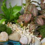 Готовый флорариум бонсай Лигуструм Бонсариум с озером