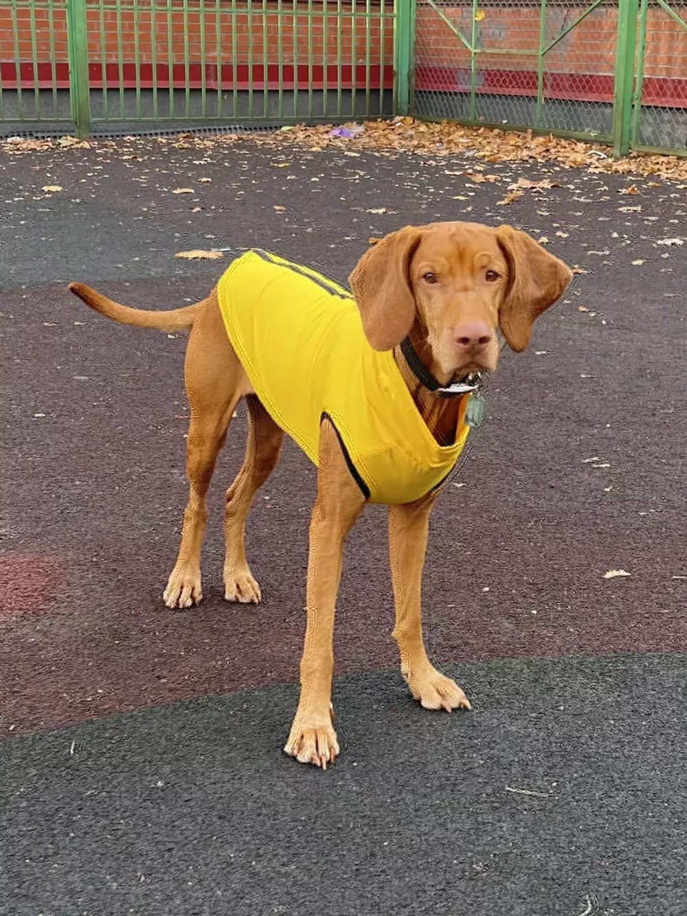 Зимний жилет для собак куртка