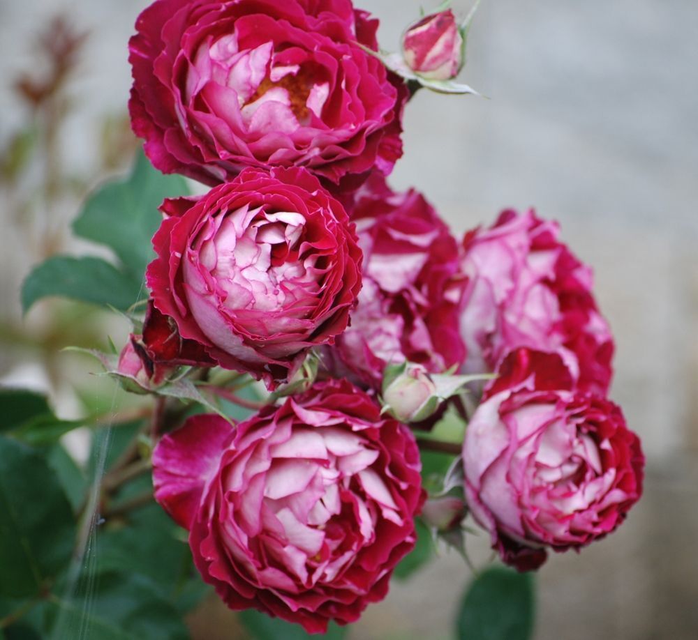 Бэль дэ Сегоза (Belle De Segosa)