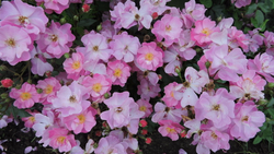 Роза Лавендер Дрим штамб 125 см Закупка М21 весна 2026