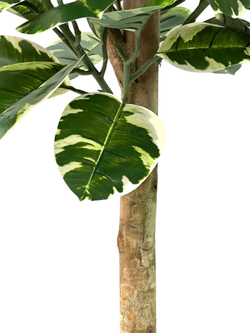 Фикус Эластика Тинеке 150 см.