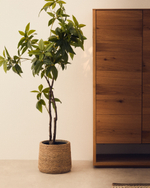 Искусственное дерево пачира в черном горшке 180 см