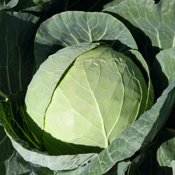 Капуста б/к Артост F1 (100шт) Витагрин Профи