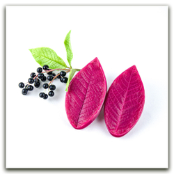 Листья черемухи большие