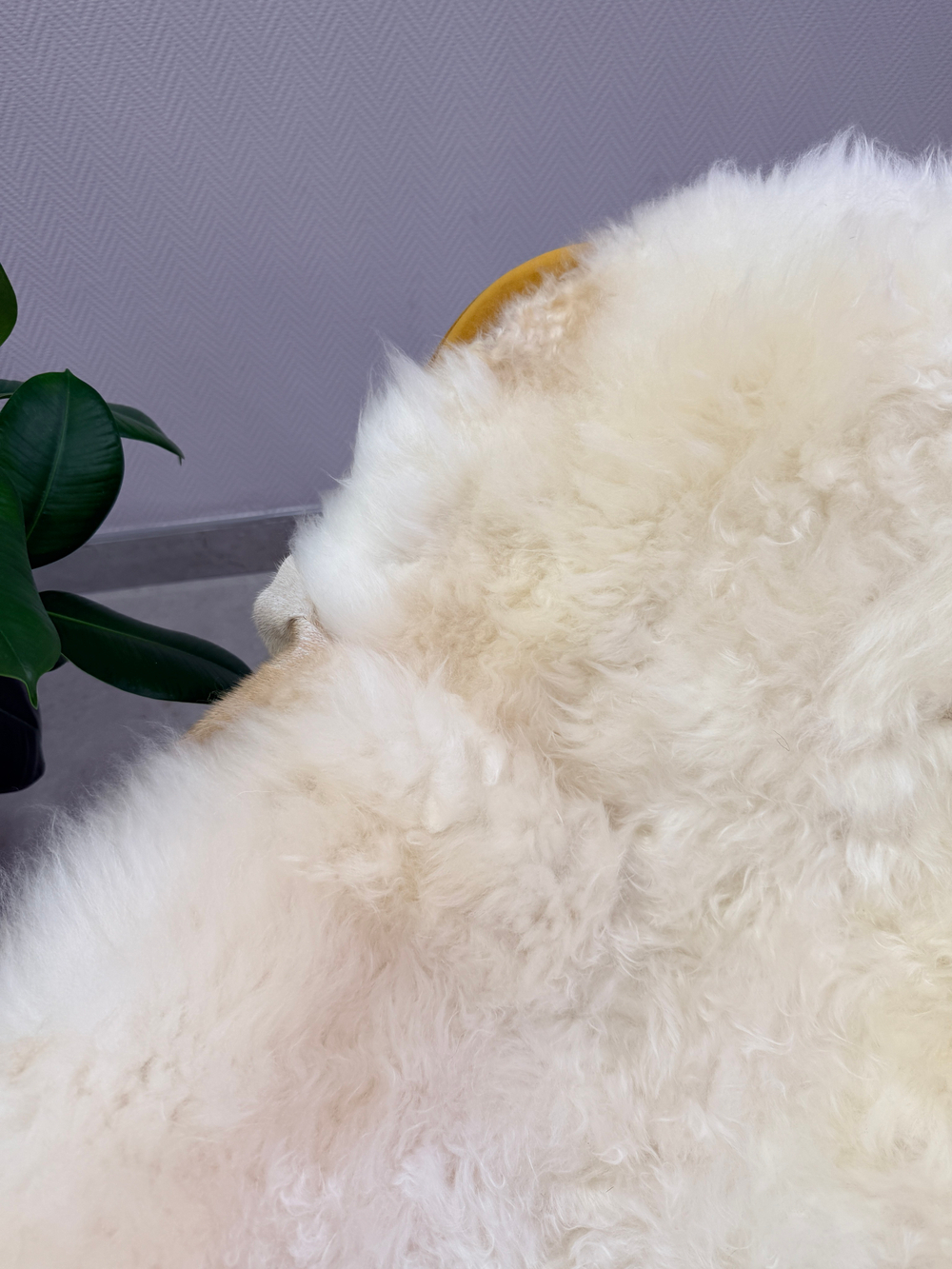 Шкура коврик меховой прикроватный овчина, 120х65 см.