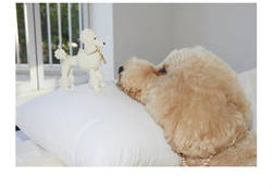 Брелоки "пушистый пудель"