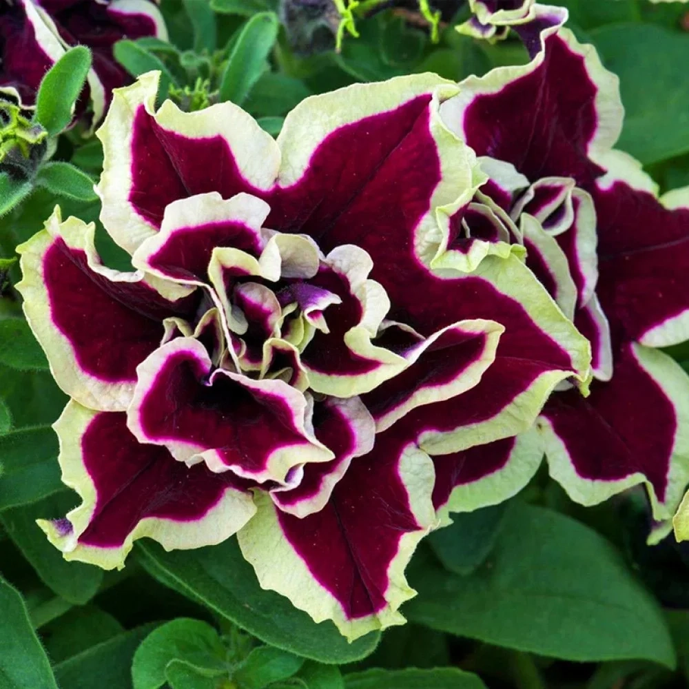 Петуния TUMBELINA SUPERSTAR