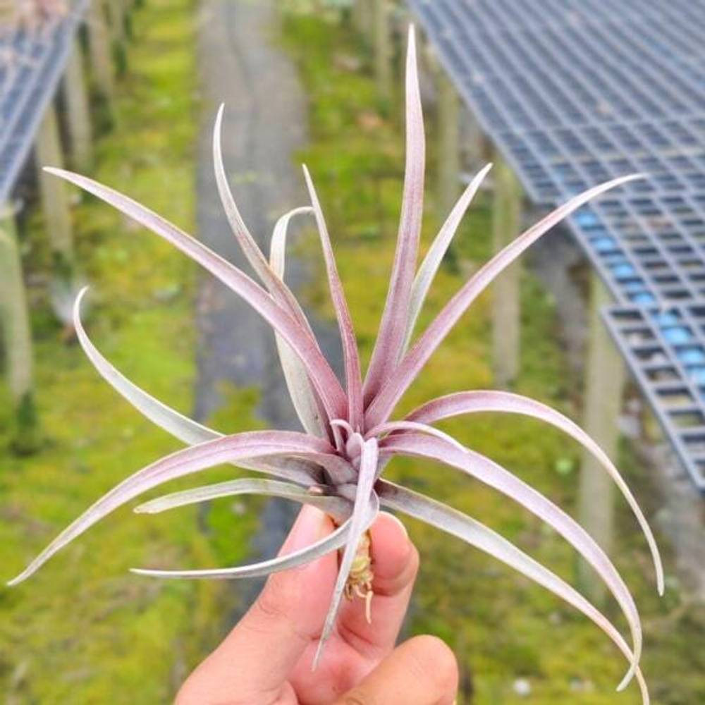 Тилландсия capitata v. domingensis R (T17)