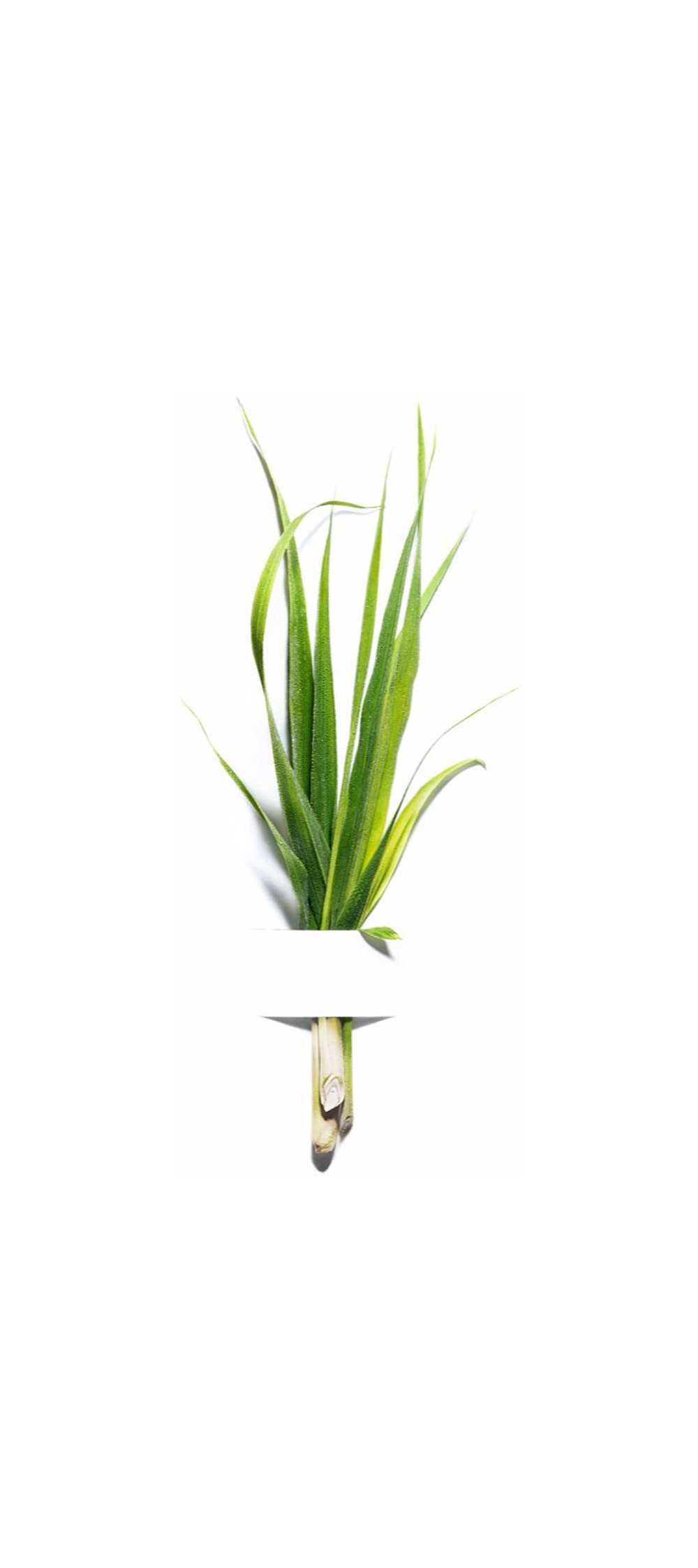 Garnier Bio Lemongrass - нормализующий увлажняющий крем для нормальной и комбинированной кожи /   50  ml  / GTIN 3600542196857