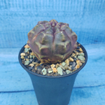 Gymnocalycium Daydream (Гимнокалициум)