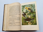 "Из царства пернатых. Популярные очерки из мира русских птиц". Д.Н.Кайгородов. 1892г.
