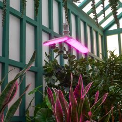 LED-P65-16W-SPSB-E27-FR-P2 PLP32WH Лампа светодиодная для растений. Форма P лепестковая. матовая. Спектр для рассады и цветения. Картон. ТМ Uniel