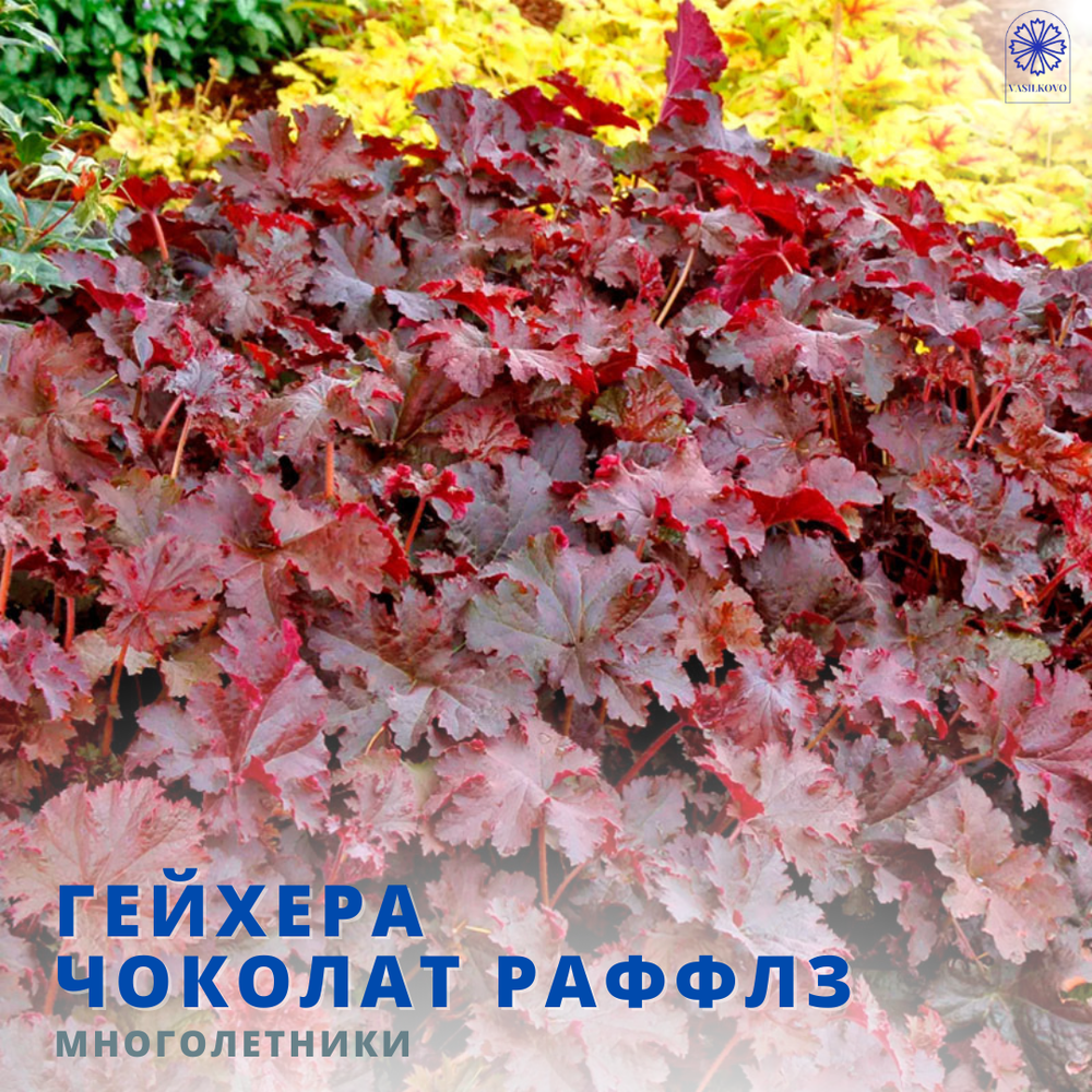 Гейхера Шоколад Раффлс
