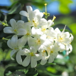 Муррайя метельчатая Пуанг Дуангджай – Murraya Paniculata Puang DJ