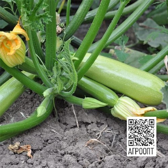 Манишес F1 семена кабачка (Rijk Zwaan / ALEXAGRO) культура – фото 2